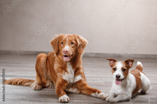 Dog Jack Russell Terrier and Dog Nova Scotia Duck Tolling Retriever © annaav