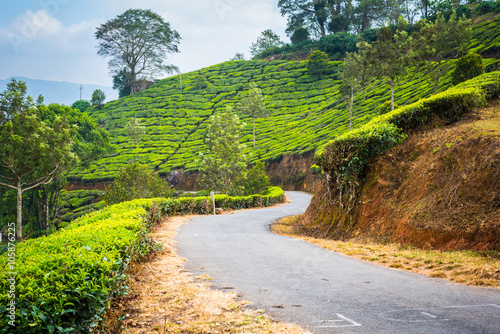 Narrow paved road goes through tea plantation in mountainous area, near Munnar, Kerala, India photo