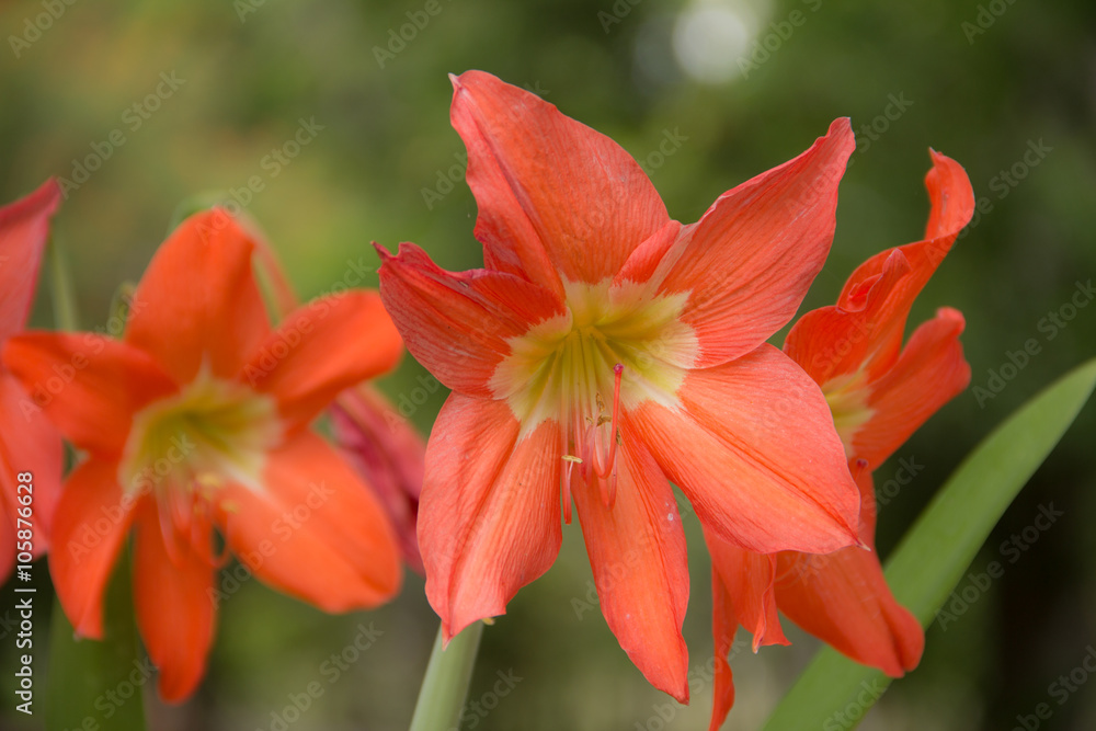 Flor Vermelha
Esta flor é bastante comum no Brasil Flor Vermelha
Esta flor é bastante comum no Brasil