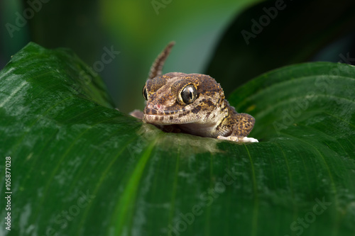 Madagascan Ground Gecko (Paroedura Pictus)/Madagascan Ground Gecko on large wet palm leaf