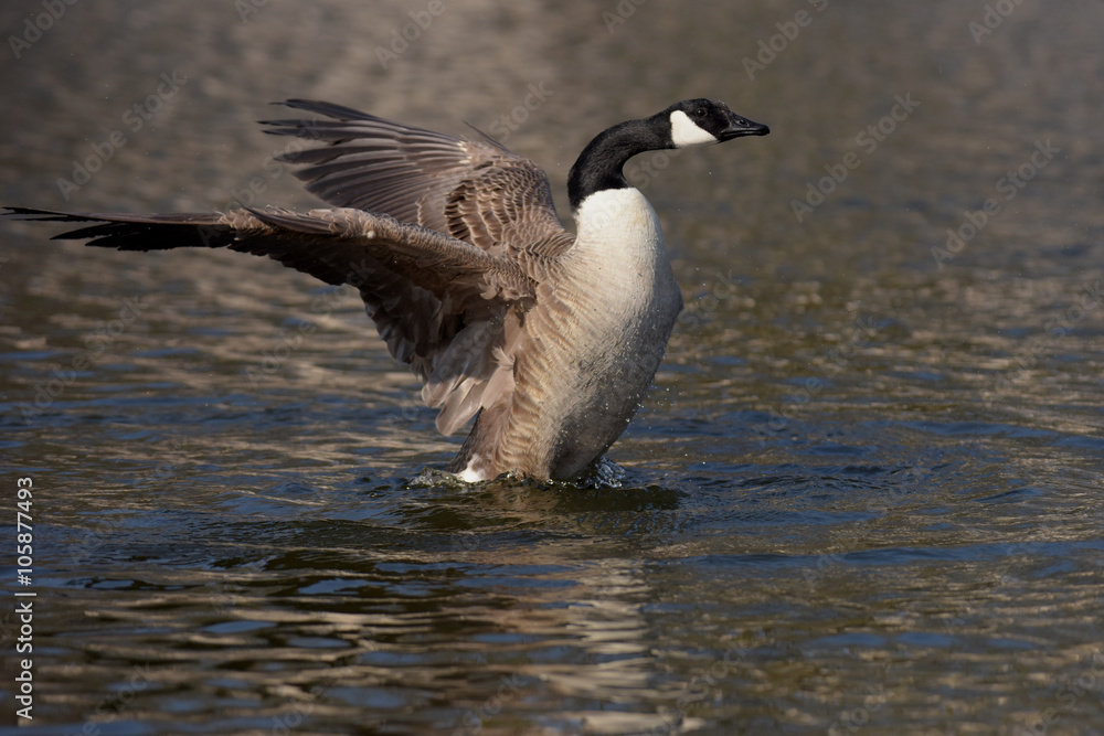 Obraz premium Canada Goose, Branta canadensis