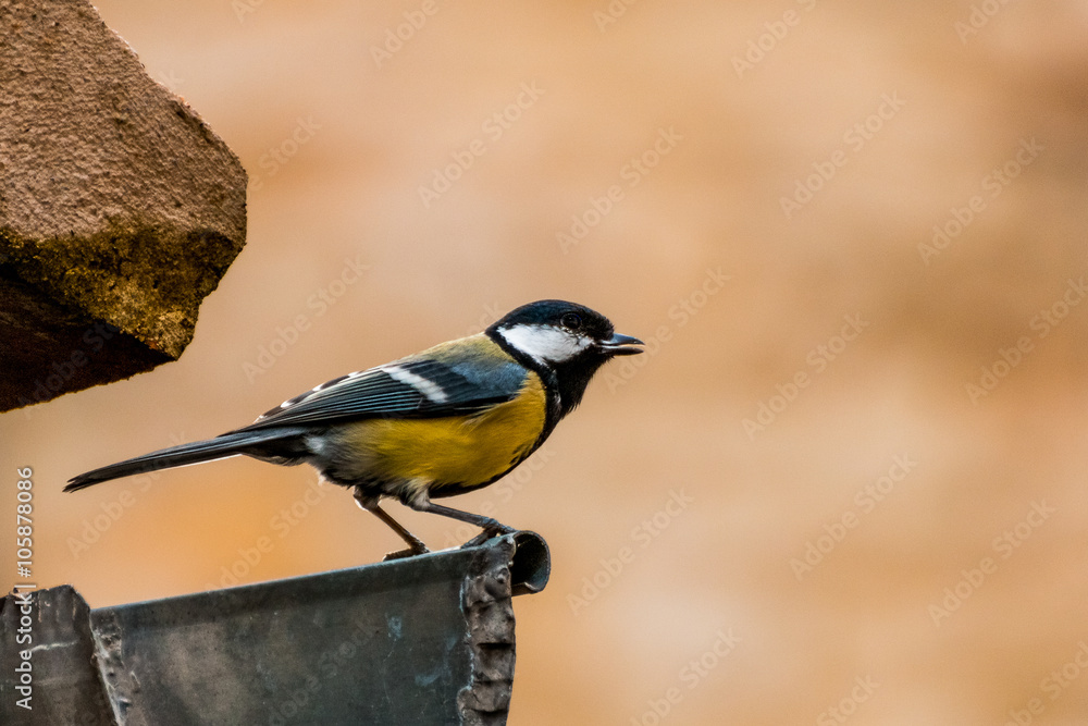 Fototapeta premium mesange