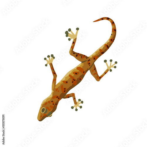 Gecko isolated on white background.