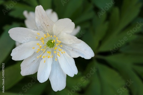 Anemone nemorosa