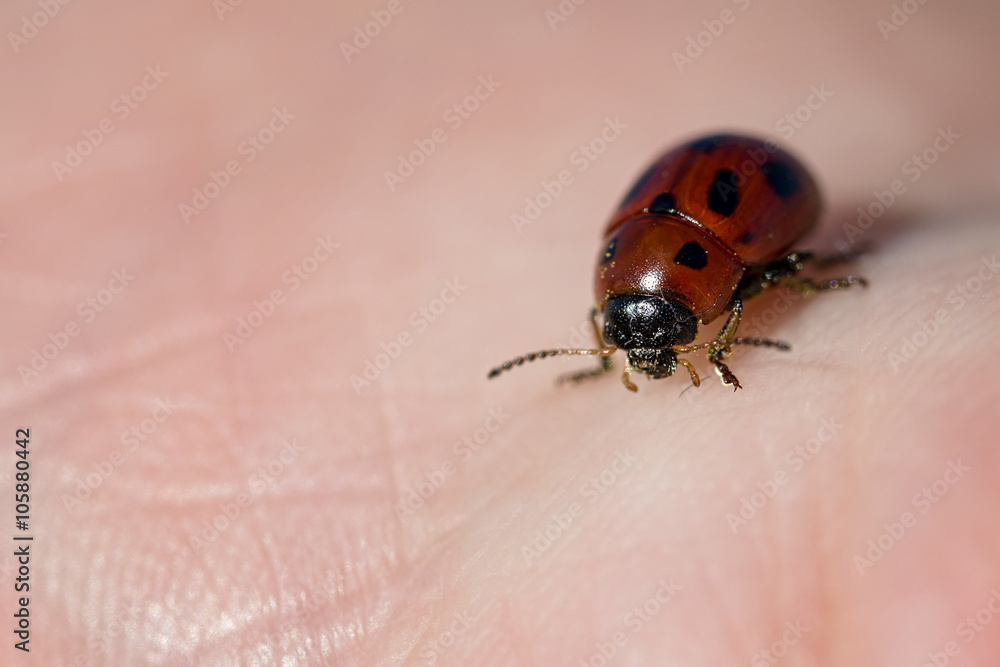 Fototapeta premium macro ladybyg on human hand
