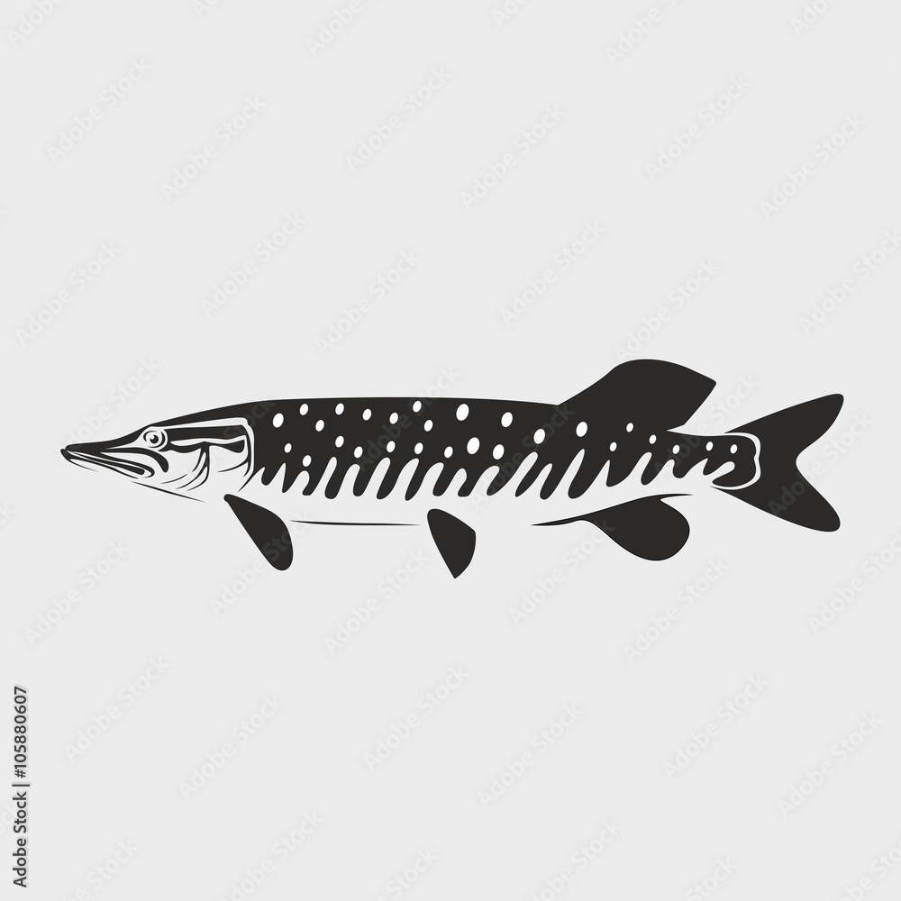 Fototapeta premium pike fish vector illustration on white background