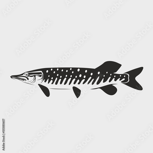 pike fish vector illustration on white background