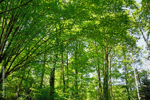 trees under the sun