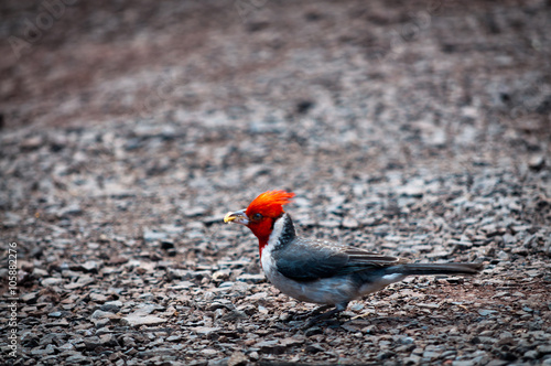 Red-crested cardinal holding food