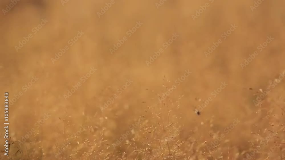 Beautiful autumn meadow in the rays of of warm sun. Yellow grass swaying in a light warm breeze. Shallow depth of field. Beautiful autumn meadow in the rays of of warm sun. Yellow grass swaying in a light warm breeze. Shallow depth of field.