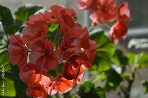 Fototapeta Naklejka Na Ścianę i Meble -  Coral geranium