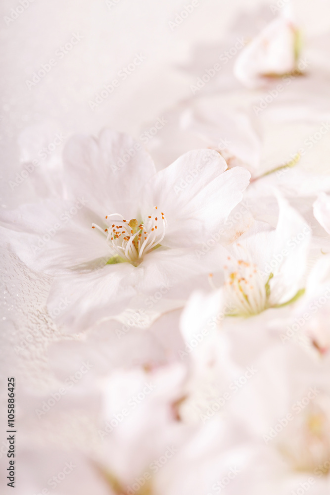 水に浮かべた桜の花 水に浮かべた桜の花