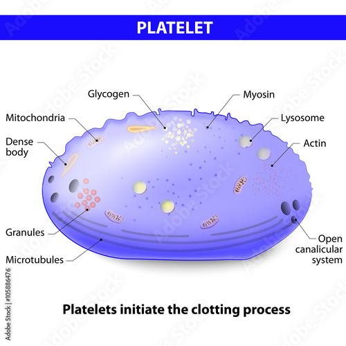 Platelets or thrombocytes