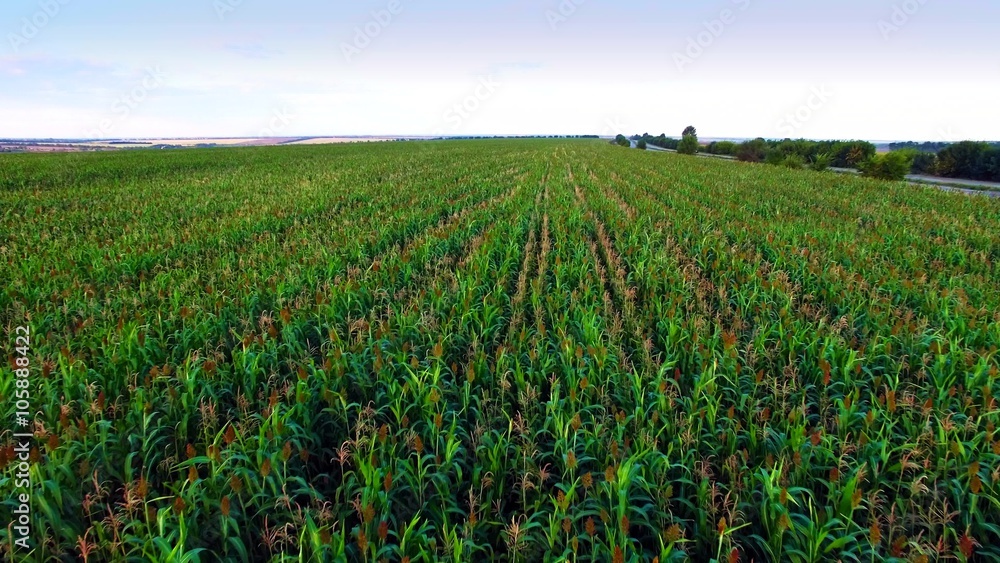 Aero view of the corn field in sunset Aero view of the corn field in sunset