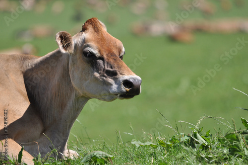 contented jersey cow chews her cud