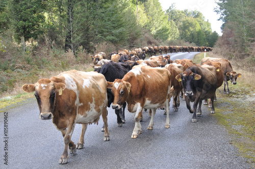 jersey cows head for home on the open road in New Zealand