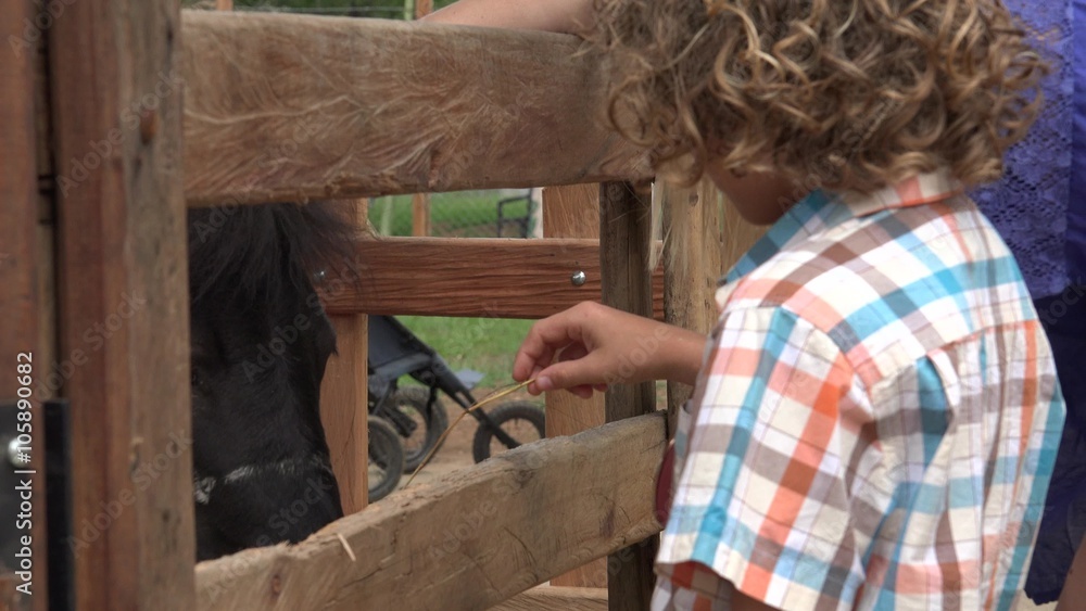 Boy And Sister Feeding Horse Boy And Sister Feeding Horse