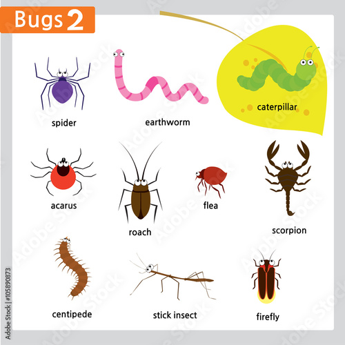 10 bugs and insects with names isolated in white