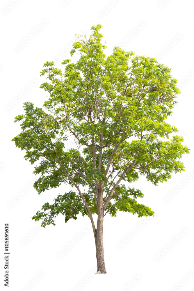 Obraz premium Tree isolated on white background