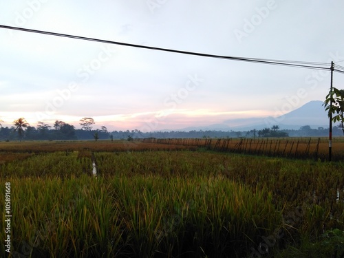 Rice field background mountain