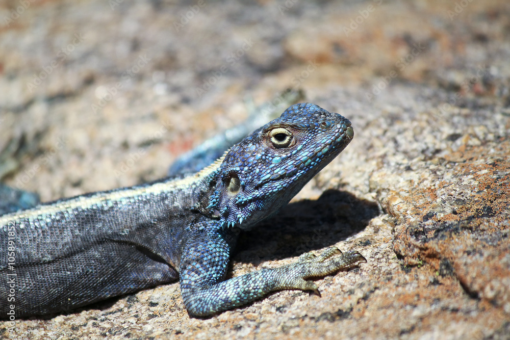 Southern Rock Agama lizard, Namibia, Africa Southern Rock Agama lizard, Namibia, Africa