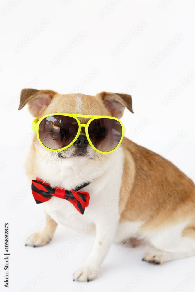 Chihuahua dog wear sunglasses and red bow tie on white isolated background.