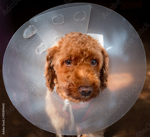 Dog with protective collar after surgery