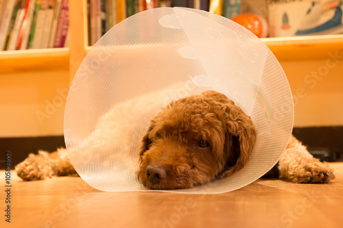 Unhappy dog lying on floor with protective collar after surgery