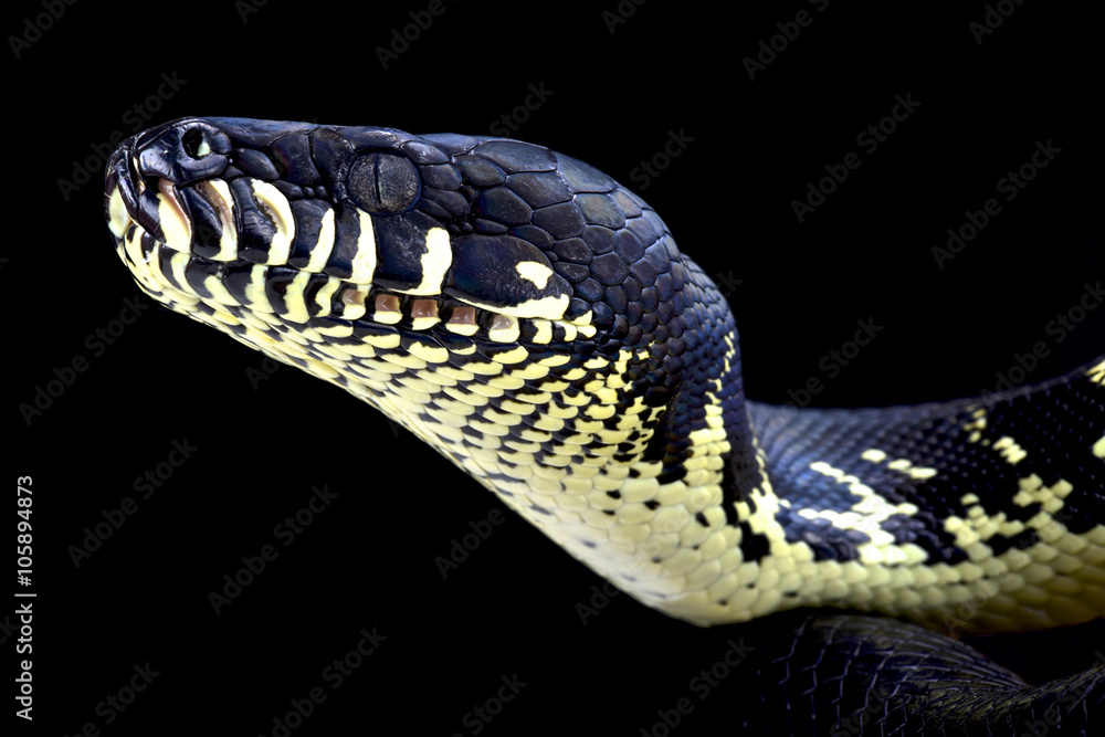 Obraz premium Boelen's python ( Morelia boeleni)