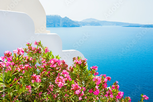 Pink flowers in the garden with sea view.