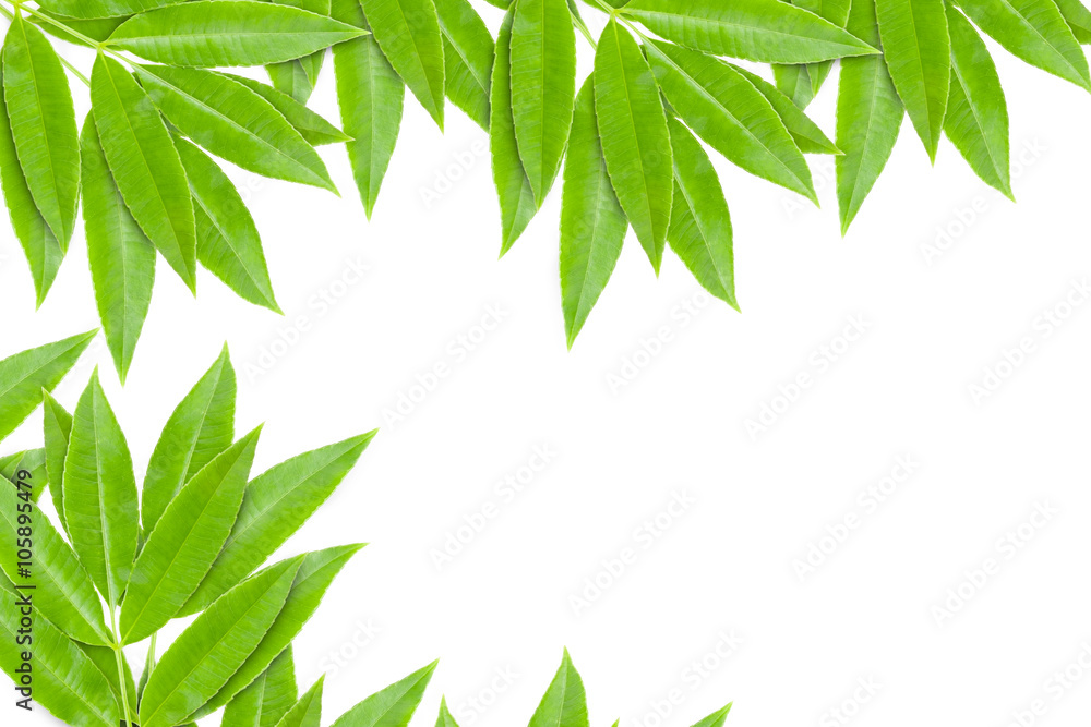 Green leaves frame isolated on white background. Green leaves frame isolated on white background.
