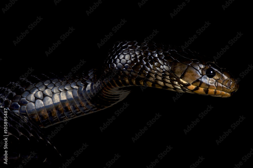 Naklejka premium Eastern indigo snake (Drymarchon couperi)