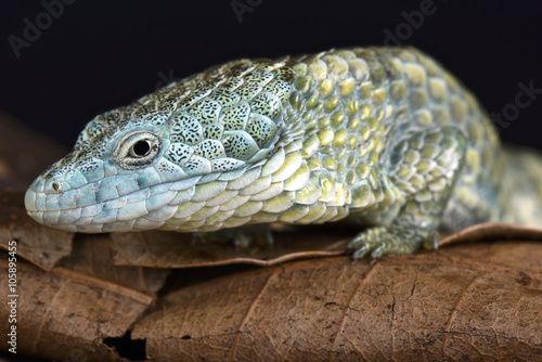 Mixtecan arboreal alligator lizard (Abronia mixteca) © mgkuijpers