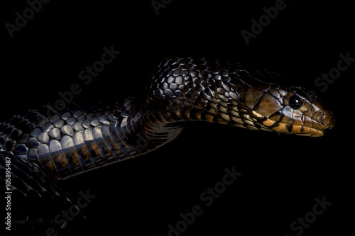 Eastern indigo snake (Drymarchon couperi) photo