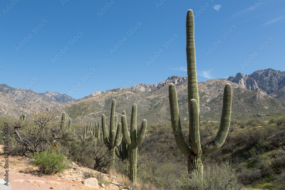 Line of Saguaros