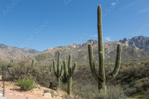 Line of Saguaros © cec72