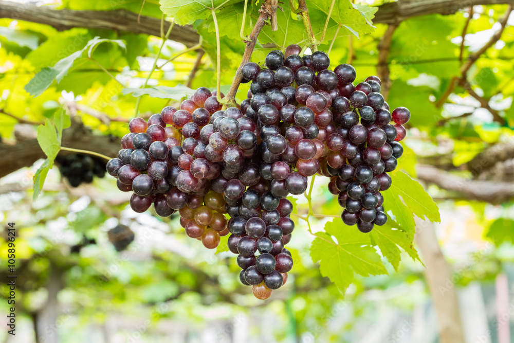 Growing grapes in vineyards