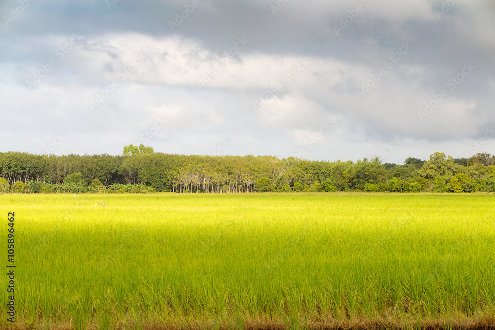 Obraz premium paddy rice in field