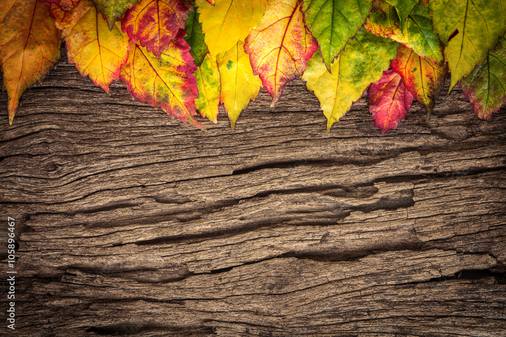 Beautiful fallen autumn leaves with wood background Beautiful fallen autumn leaves with wood background