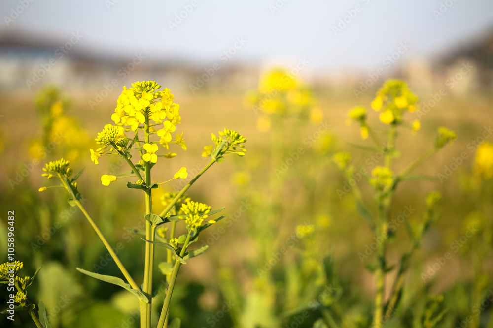 Rape Flower Rape Flower