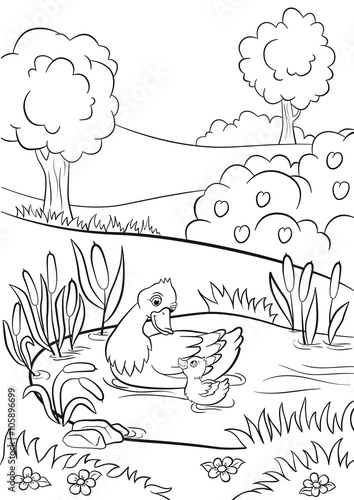 Coloring pages. Kind duck and little cute duckling swim on the pond. There are trees, bushes, flowers and reeds around. Summer.