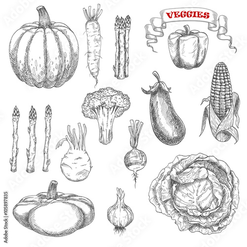 Old fashioned sketches of ripe autumnal vegetables with cabbage and pumpkin, eggplant and corn, bell pepper and asparagus, broccoli and garlic, daikon and kohlrabi, pattypan squash and radish