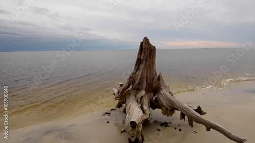 Cypress Tree Roots on the Carrabelle Beach Florida photo