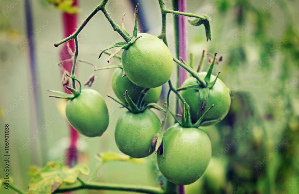 Green tomato in the greenhouse in the summer