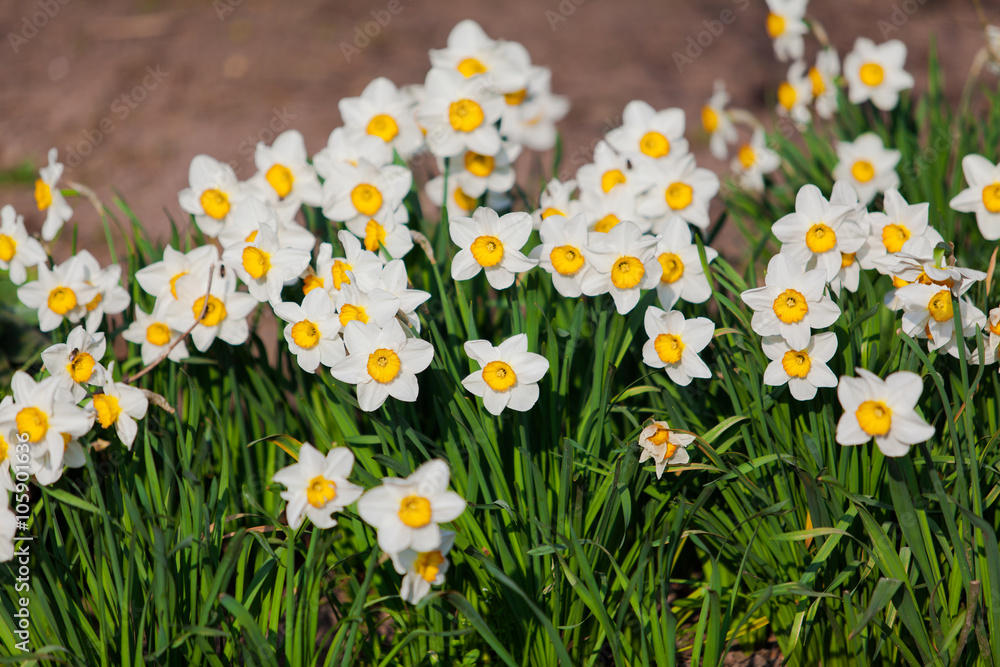 spring flowers. Yellow Narcissus flowers in the garden spring flowers. Yellow Narcissus flowers in the garden