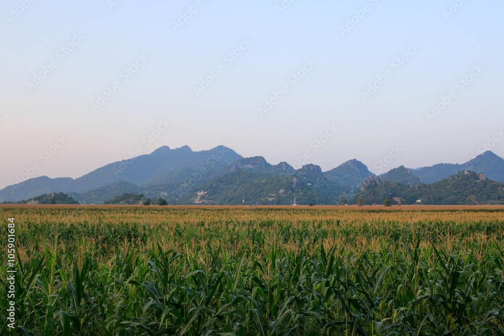 Corn field and mountain
