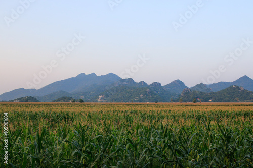 Corn field and mountain