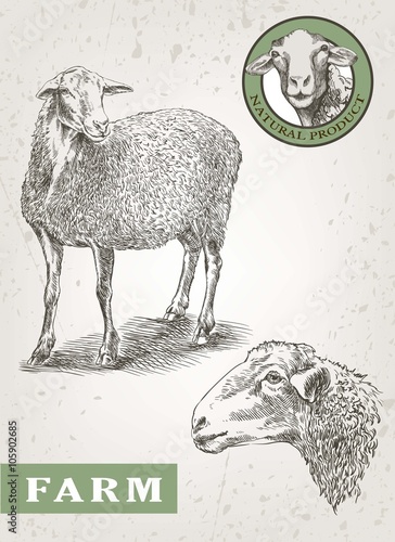 sheep breeding sketch