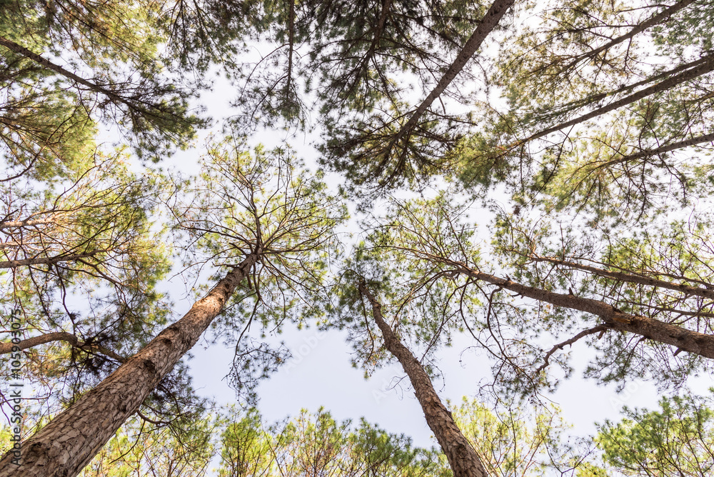 Obraz premium Worm's-eye view of pine tree forest.
