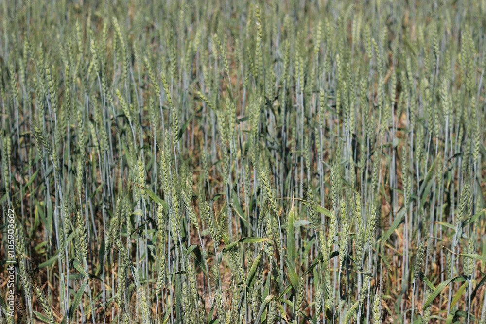Obraz premium Natural wheatgrass